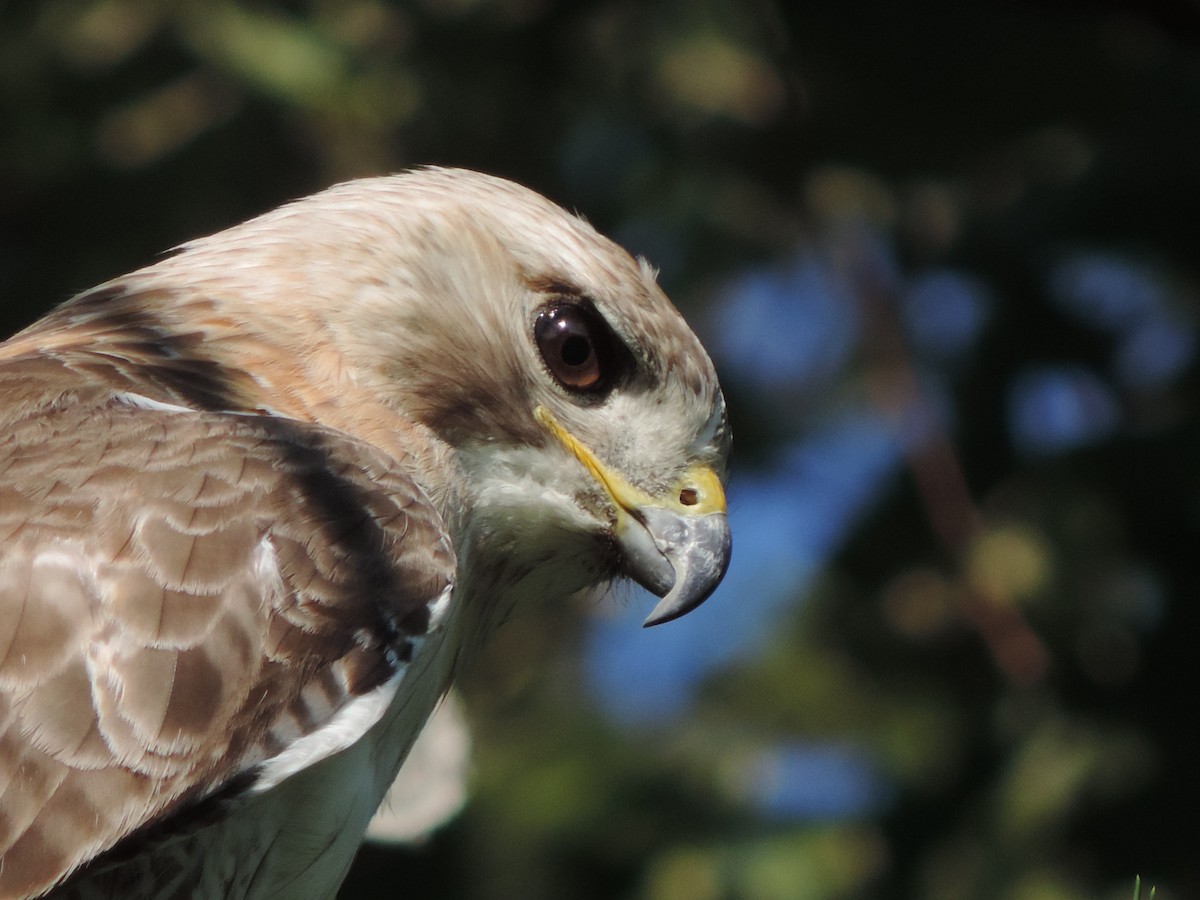 Red-tailed Hawk - ML31442131