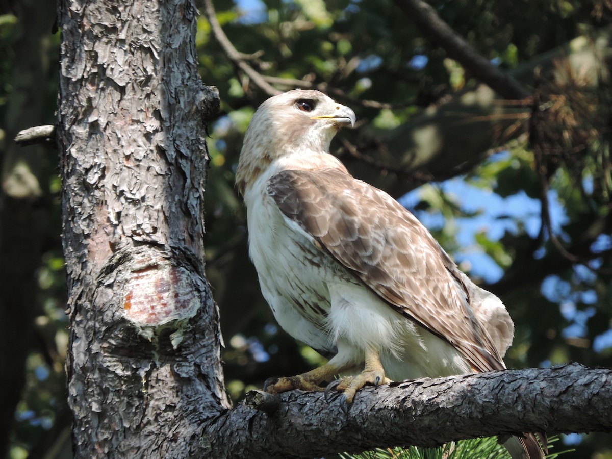 Red-tailed Hawk - ML31442191