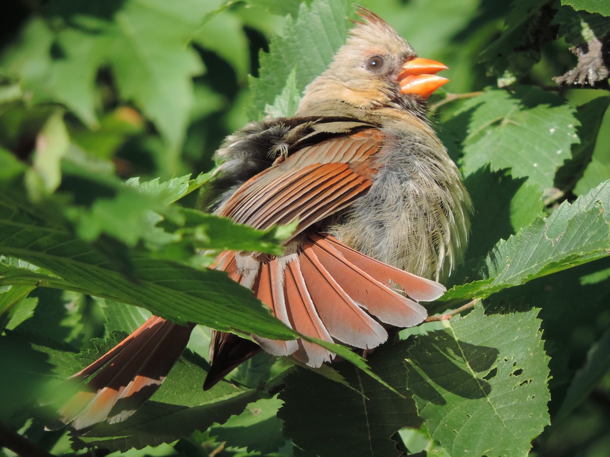 ショウジョウコウカンチョウ - ML31442341