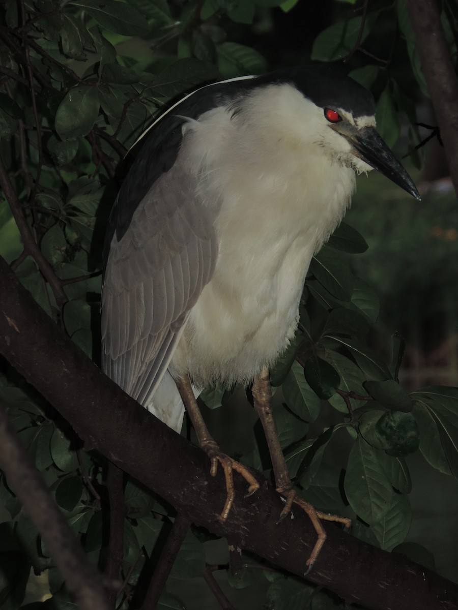 Black-crowned Night Heron - ML31442411
