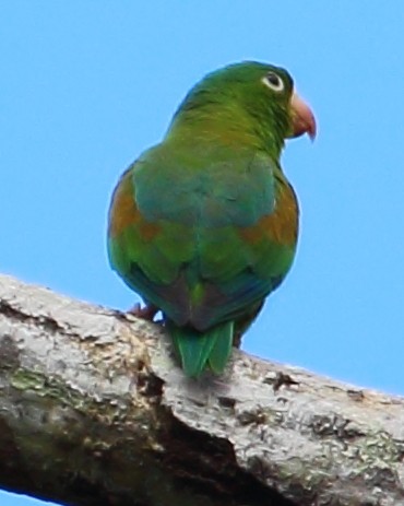 ミドリインコ - ML314424561