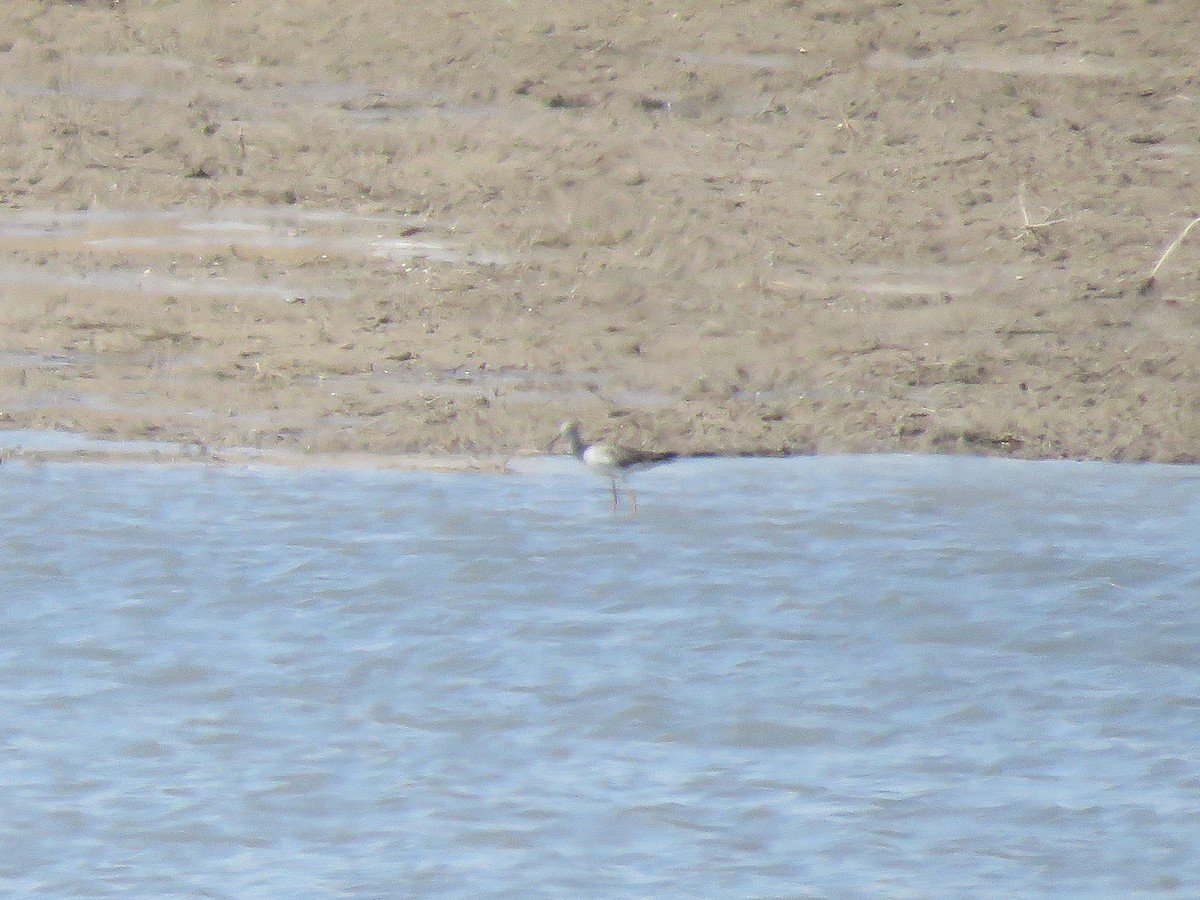 Greater Yellowlegs - ML314426031