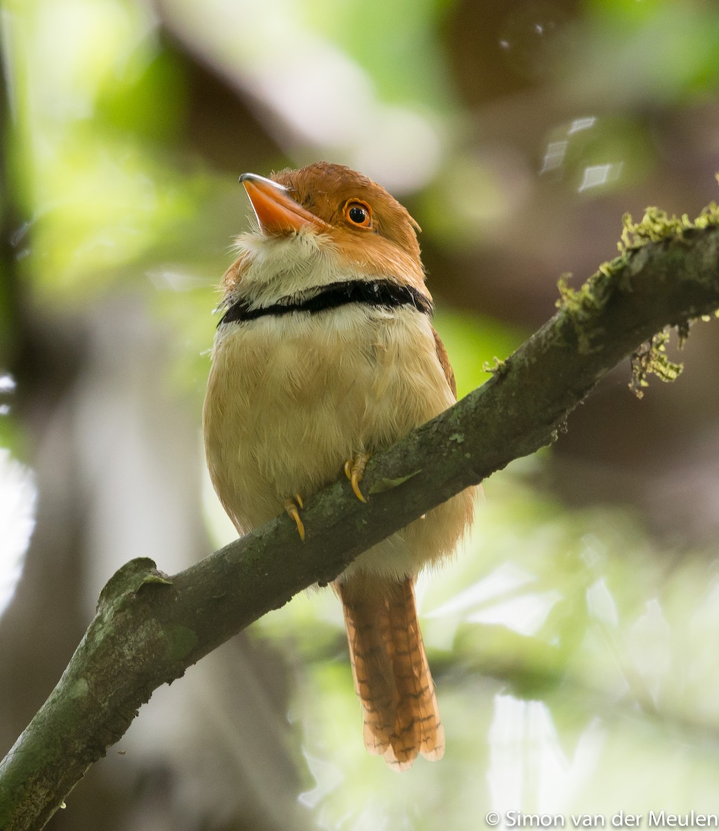 Collared Puffbird - ML314427201