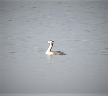 Great Crested Grebe - Dinesh Mishra