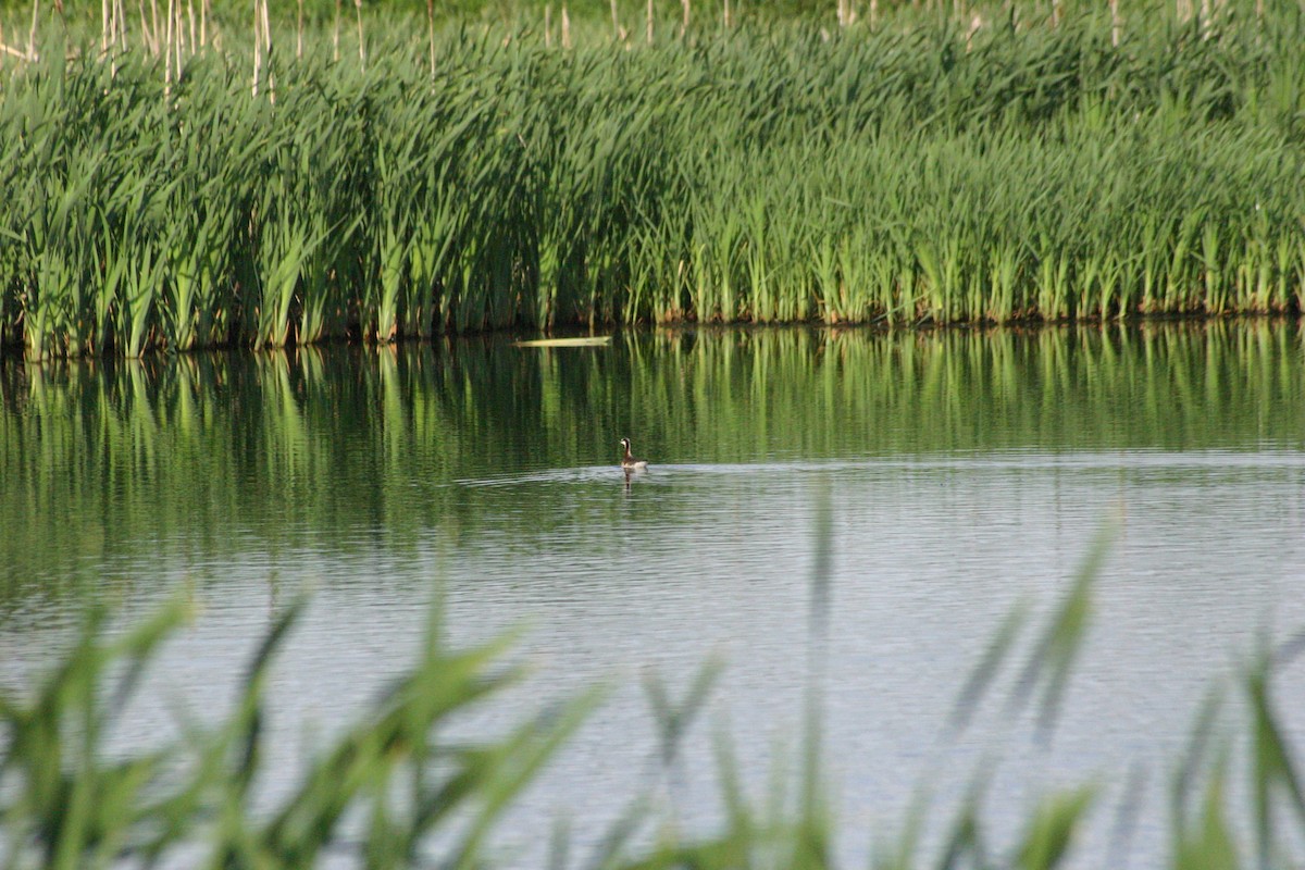 Wilson's Phalarope - ML314427661