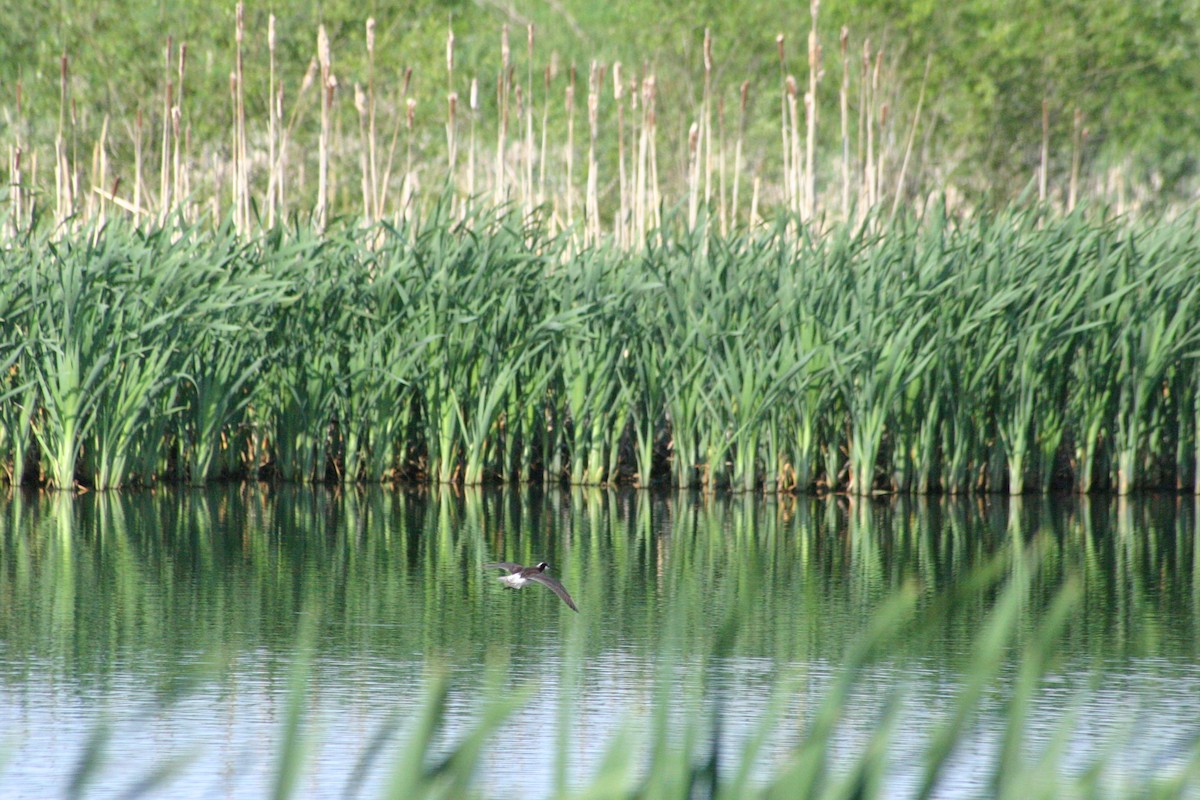 Wilson's Phalarope - ML314427671