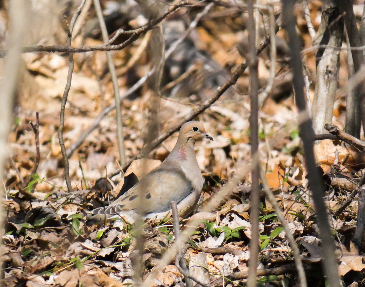 Mourning Dove - Dave Hart