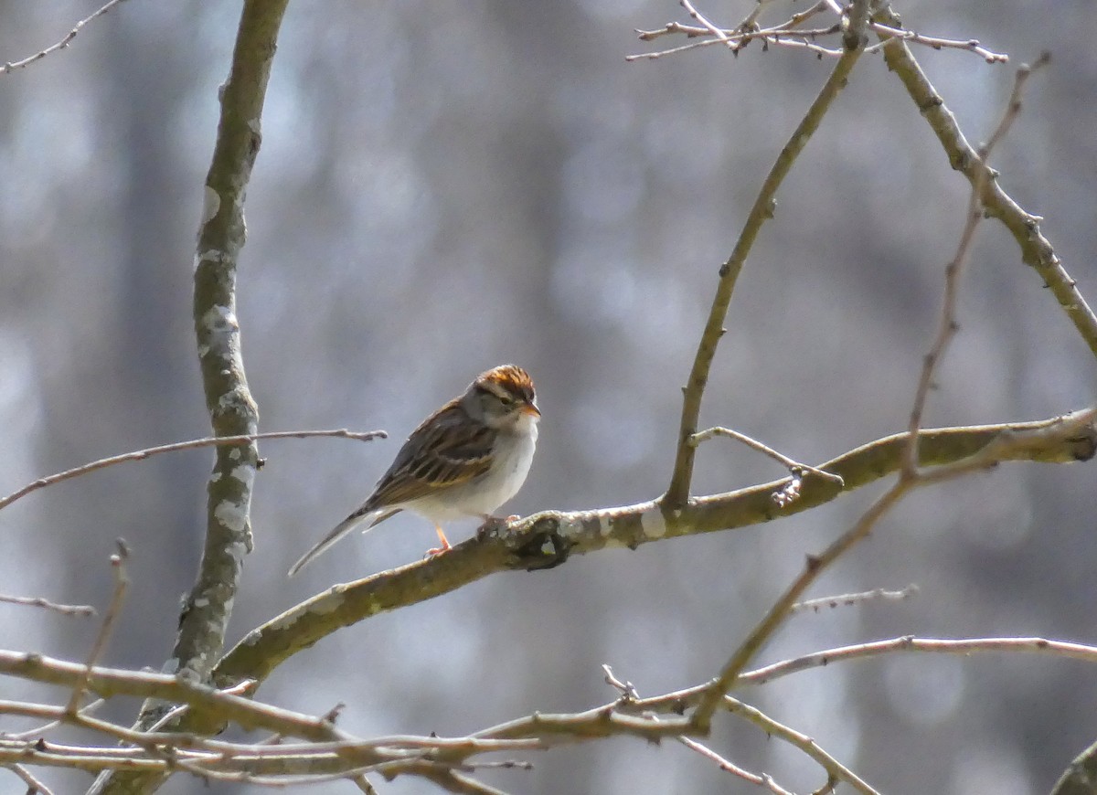 Chipping Sparrow - ML314428851