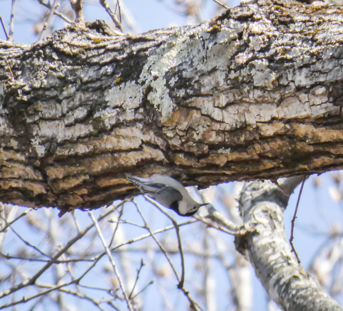 White-breasted Nuthatch - ML314429051