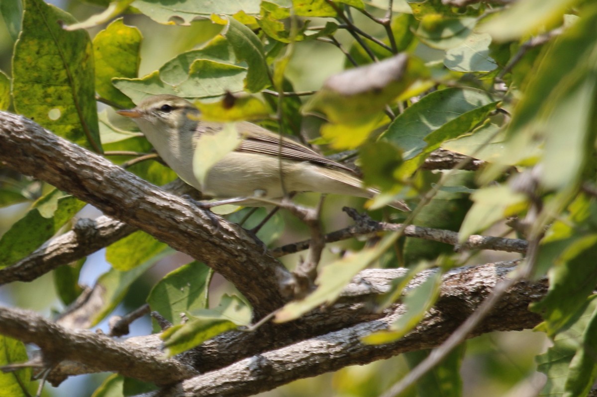 Greenish Warbler - ML314429061