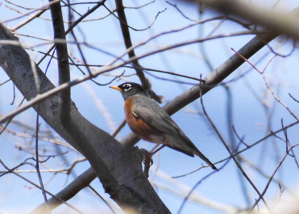 American Robin - ML314429091