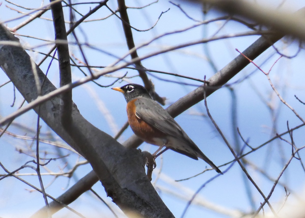 Zozo papargorria - ML314429091