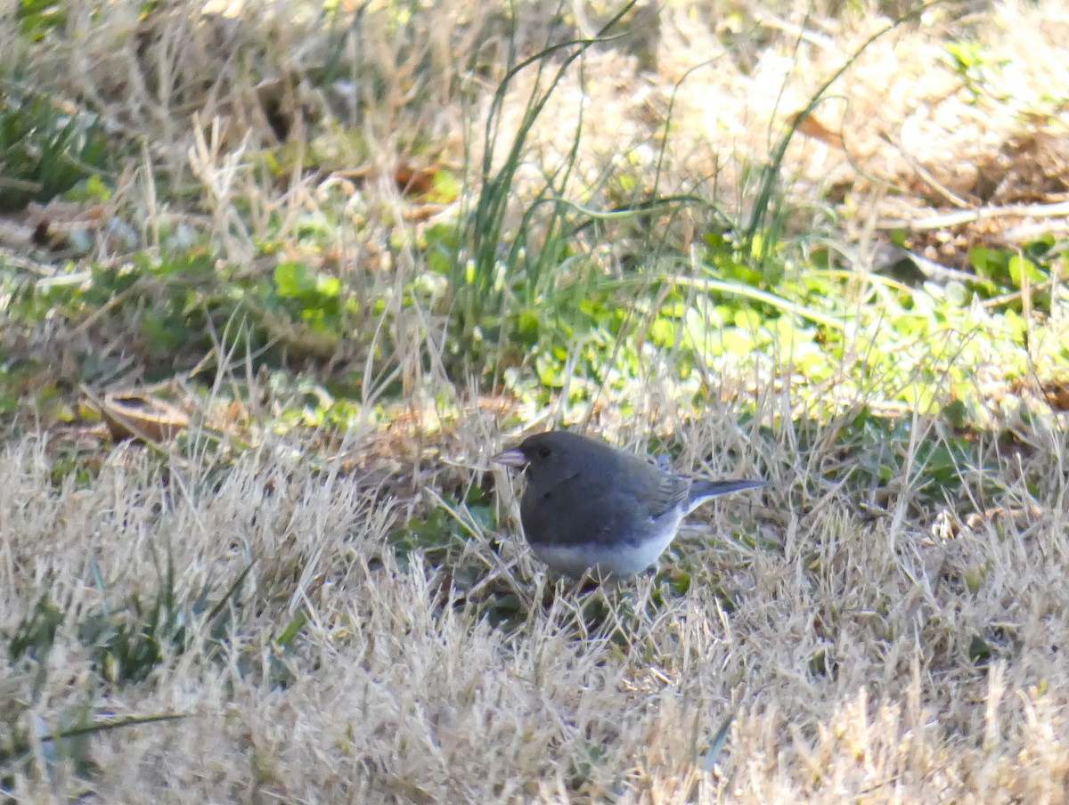 Dark-eyed Junco - ML314429581