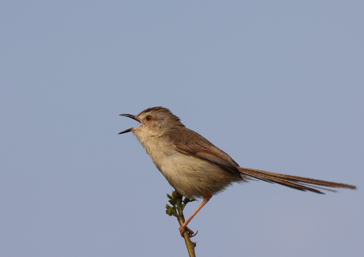 Plain Prinia - ML314429931