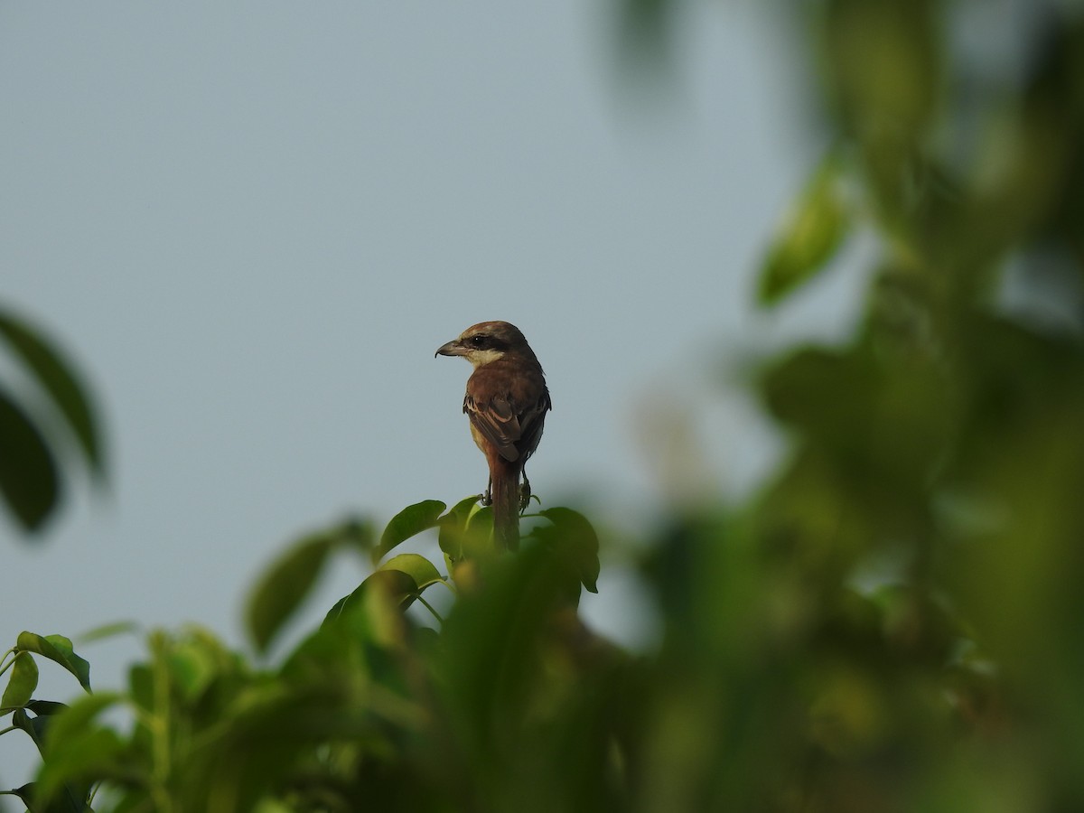 Brown Shrike - ML314429981