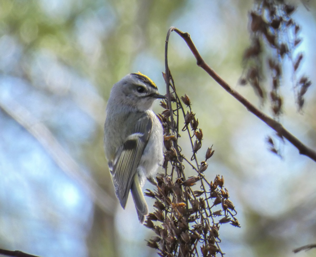 Golden-crowned Kinglet - ML314430251