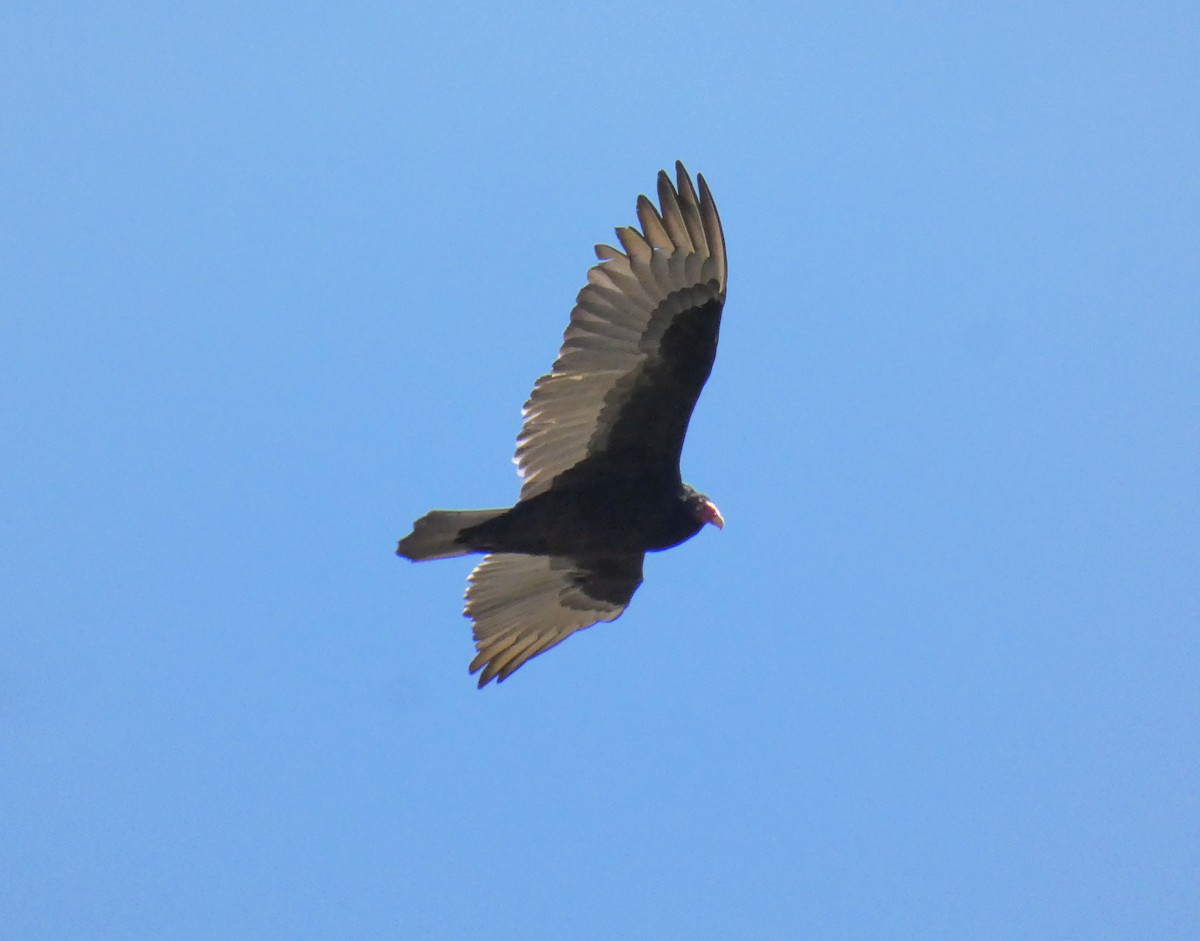 Turkey Vulture - ML314430381