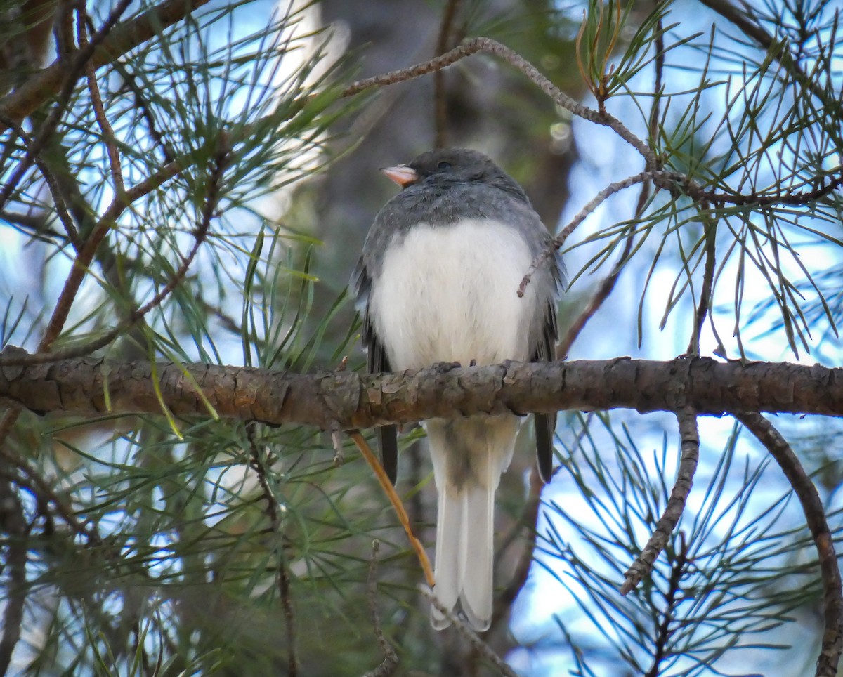 Dark-eyed Junco - ML314430491