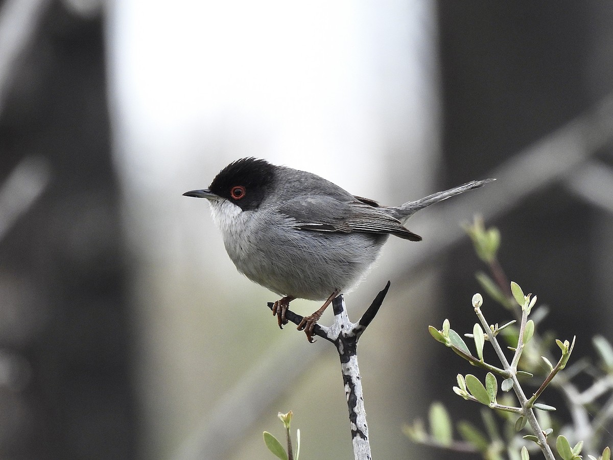 Sardinian Warbler - ML314430681