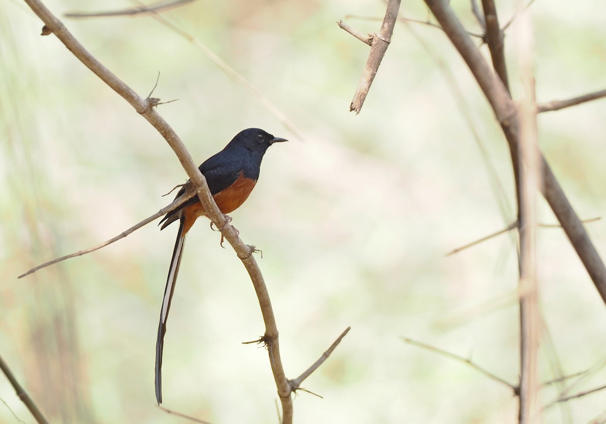 White-rumped Shama - ML314433041