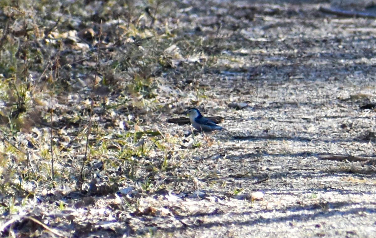 White-breasted Nuthatch - ML314433731