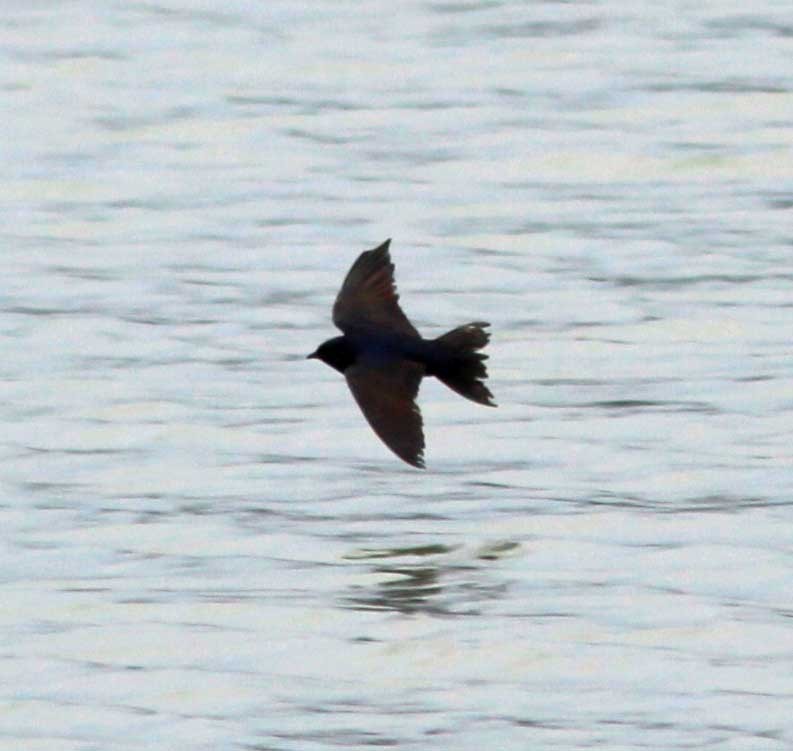 Purple Martin - ML314434071