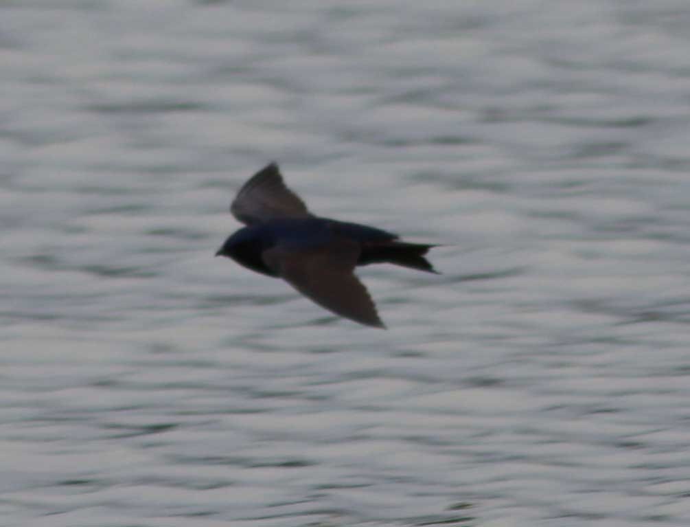 Purple Martin - ML314434131