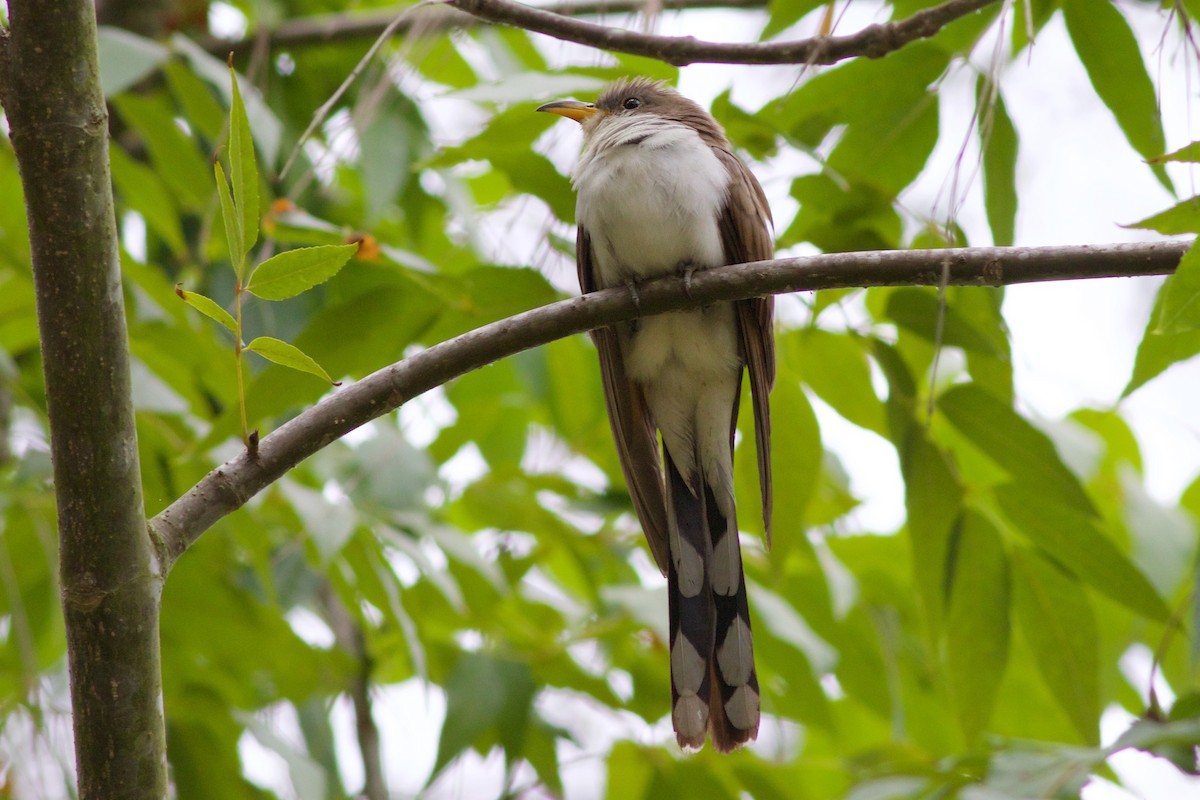 Yellow-billed Cuckoo - ML31443421