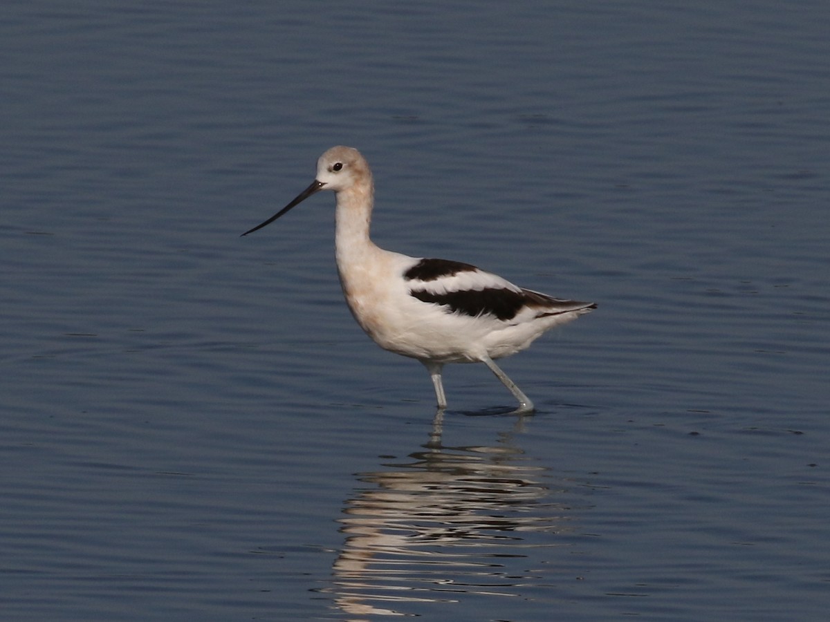 American Avocet - Steve Calver