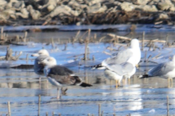 Lesser Black-backed Gull - ML314435931