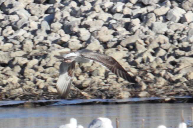 Lesser Black-backed Gull - ML314435941