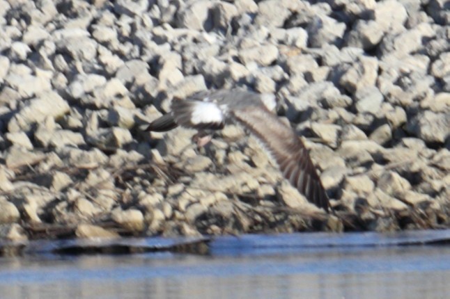 Lesser Black-backed Gull - ML314435951