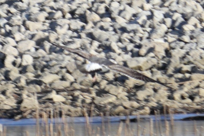 Lesser Black-backed Gull - ML314435961