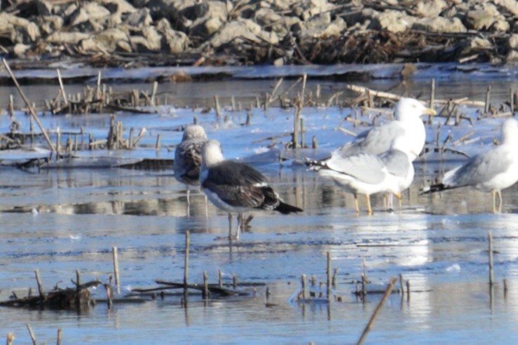 Lesser Black-backed Gull - ML314435971