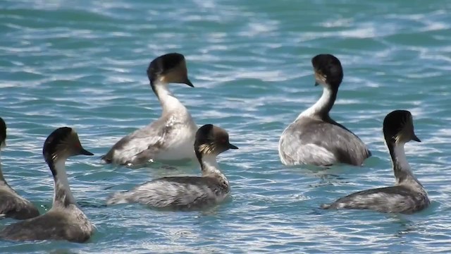 Silvery Grebe (Patagonian) - ML314438411