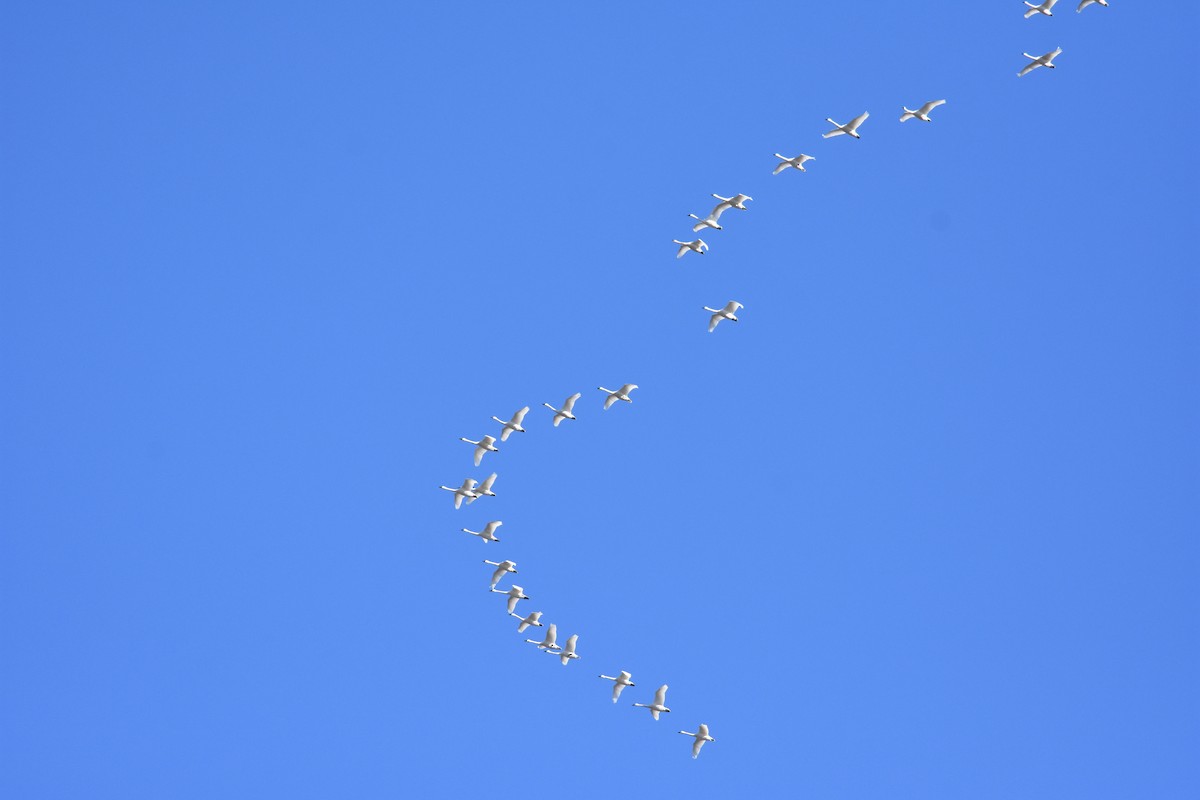 Tundra Swan - ML314438551