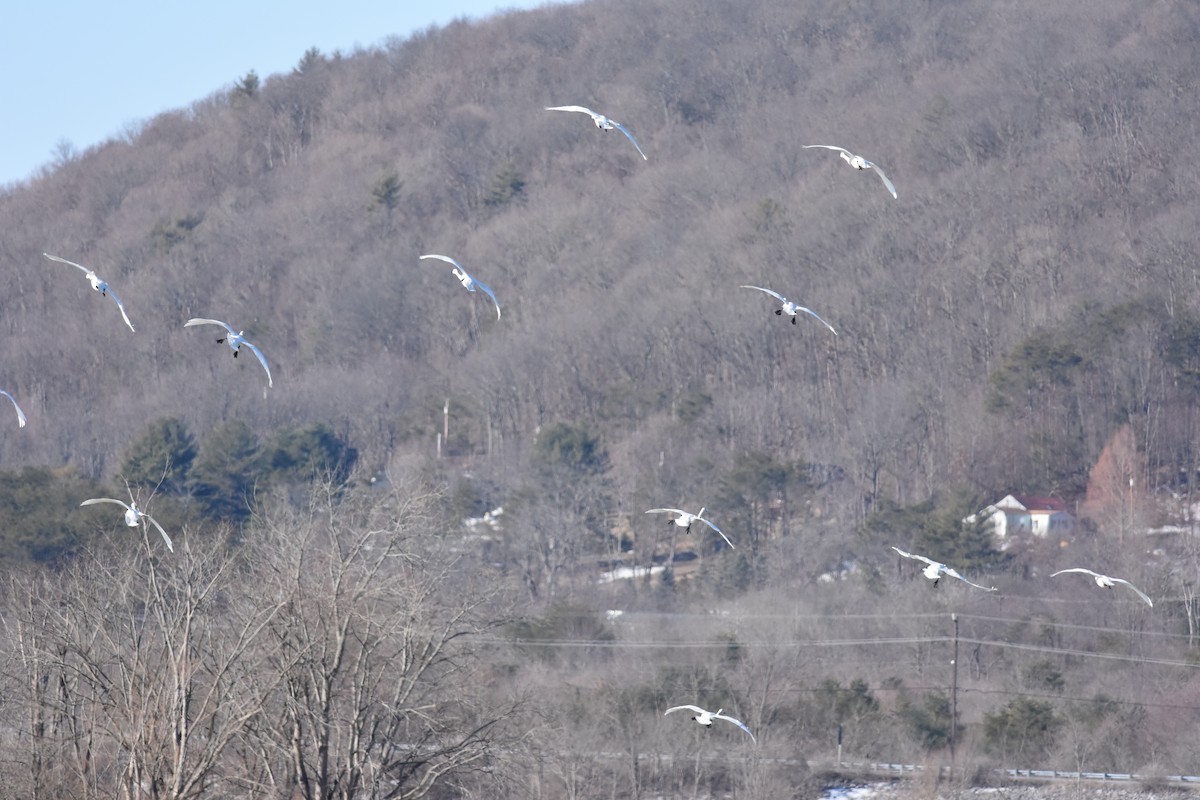 Tundra Swan - ML314438961