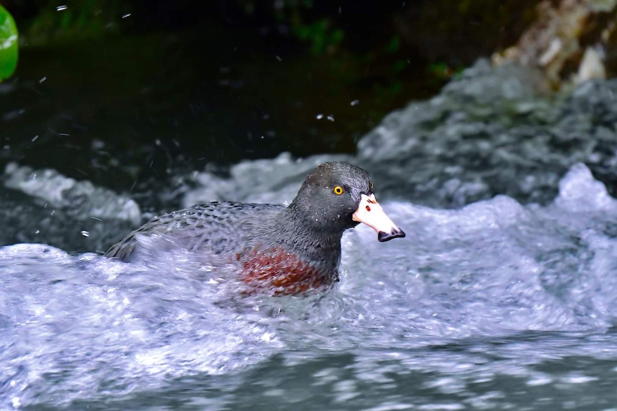 Blue Duck - Yi Ming（逸明） Chen（陳）