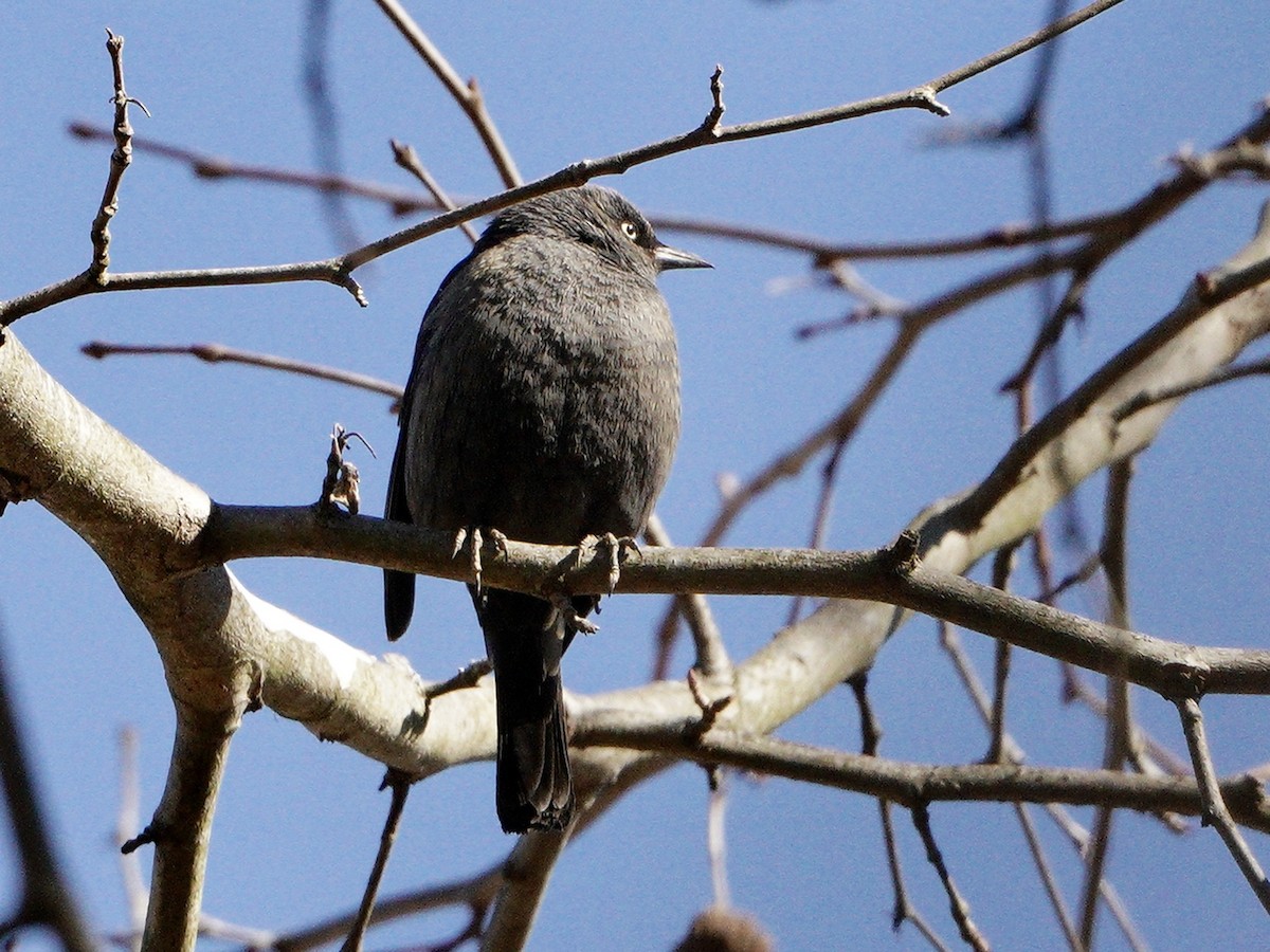 Rusty Blackbird - ML314439561