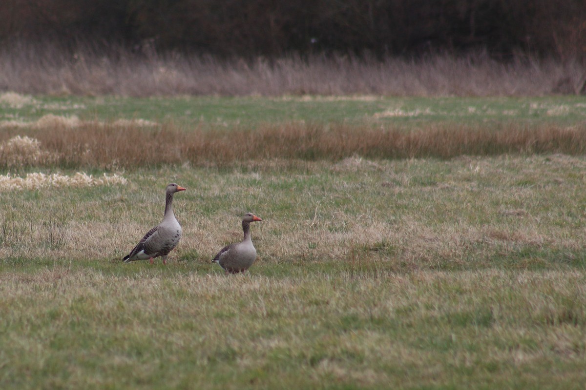 Graylag Goose - ML314439601