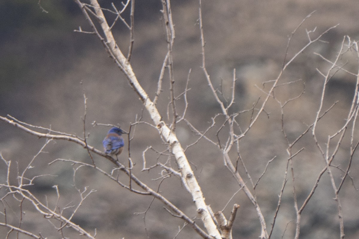 Western Bluebird - ML314439861