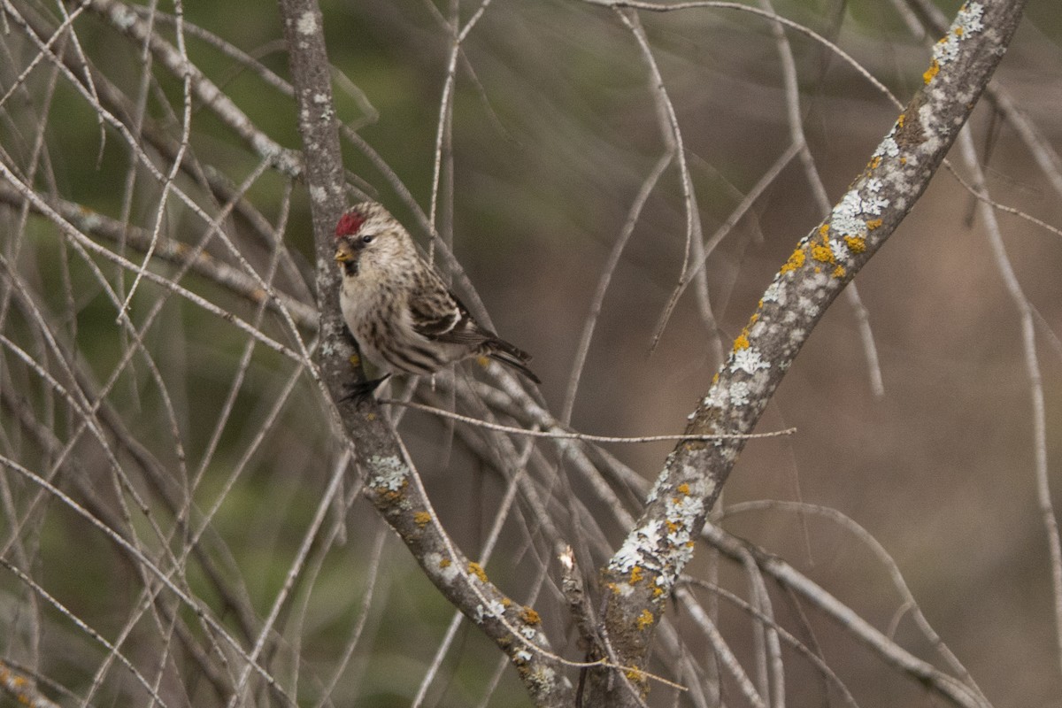 Common Redpoll - ML314440191