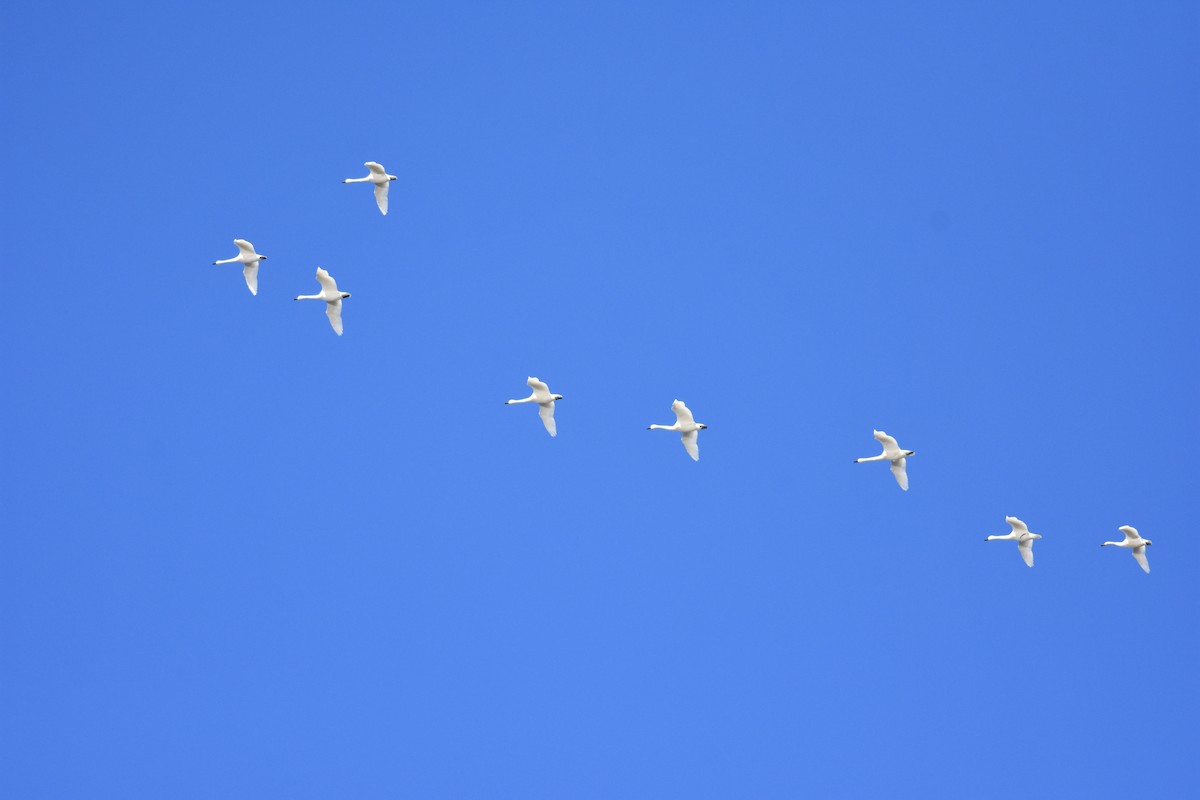 Tundra Swan - ML314440401