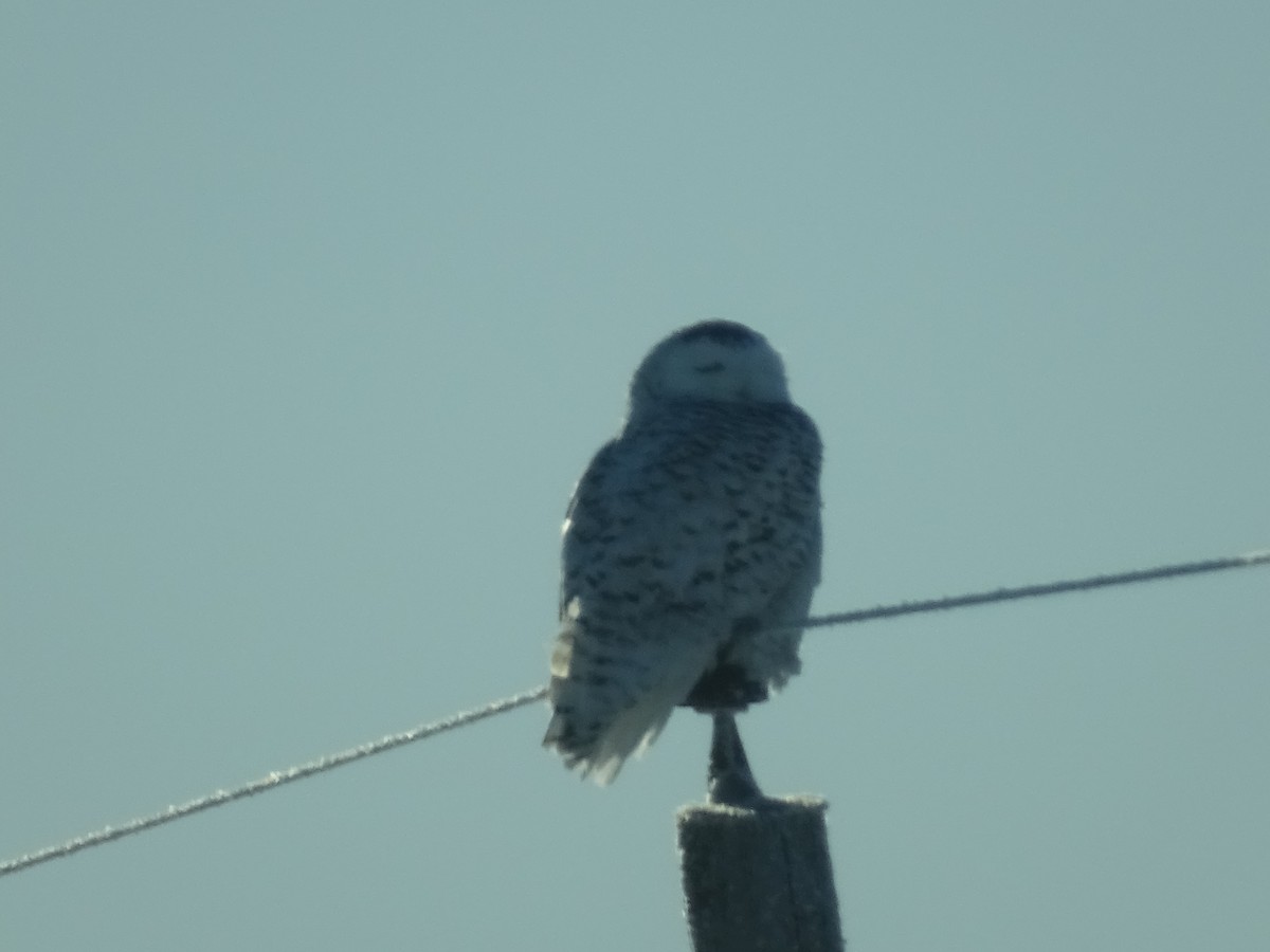 Snowy Owl - ML314441001