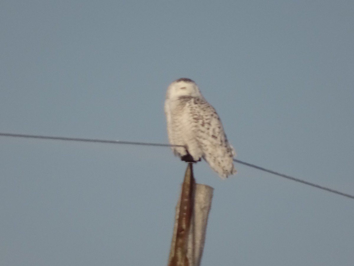 Snowy Owl - ML314441041
