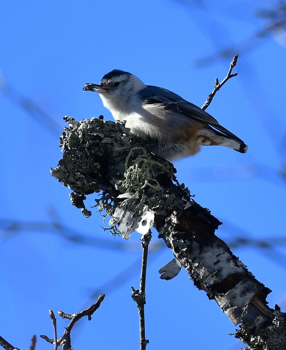 White-breasted Nuthatch - ML314442651