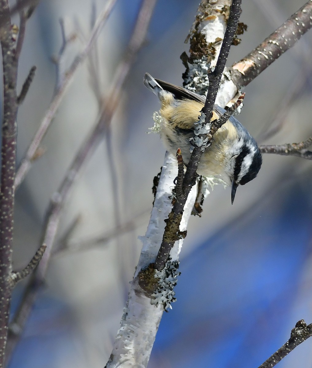 Red-breasted Nuthatch - ML314442761