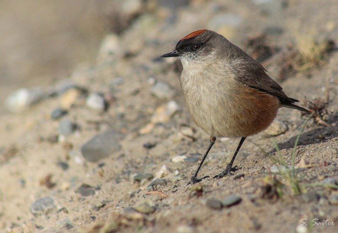 Cinnamon-bellied Ground-Tyrant - ML314442861