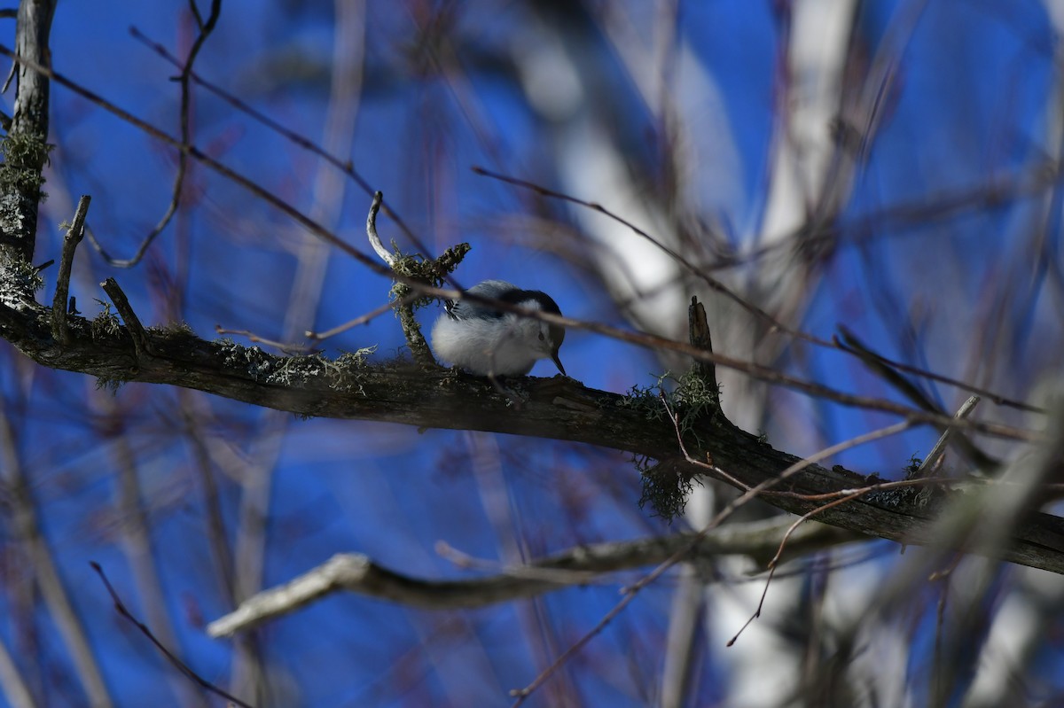 White-breasted Nuthatch - ML314442891