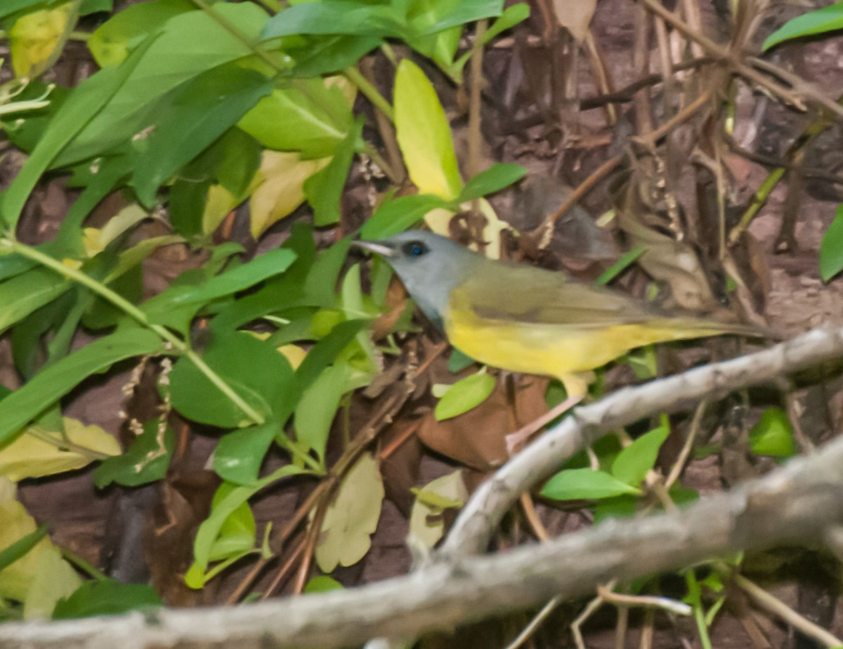 Mourning Warbler - ML314442911